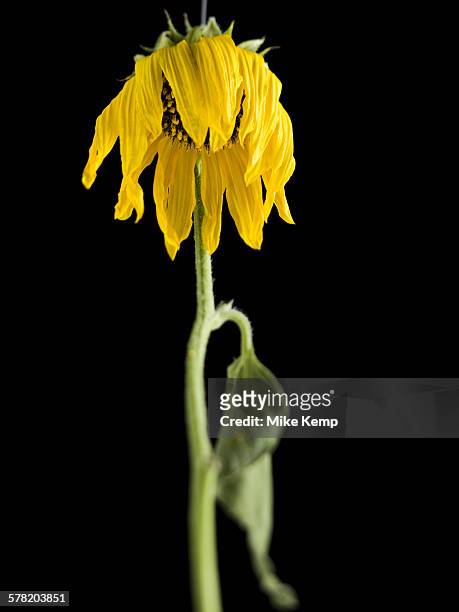 close-up of a dying sunflower - ヒマワリ属 ストックフォトと画像