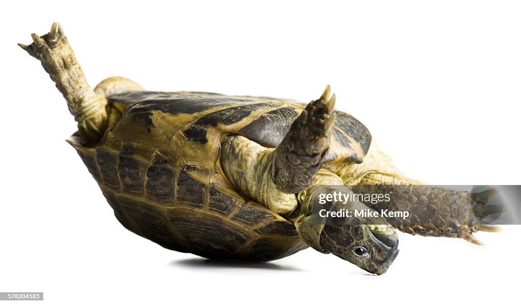 Tortoise falling over