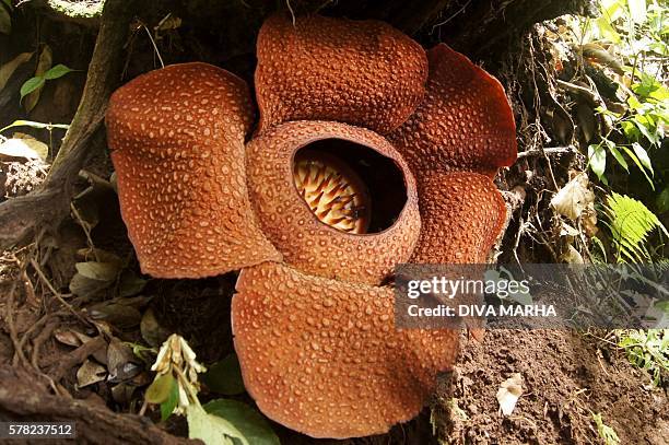 This picture taken in Taba Penanjung, Bengkulu province on July 20, 2016 shows a Rafflesia Arnoldii 'corpse flower'. Rafflesia Arnoldii is endemic to...