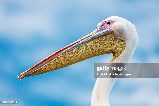 pelican, namibia, africa - walvis bay foto e immagini stock