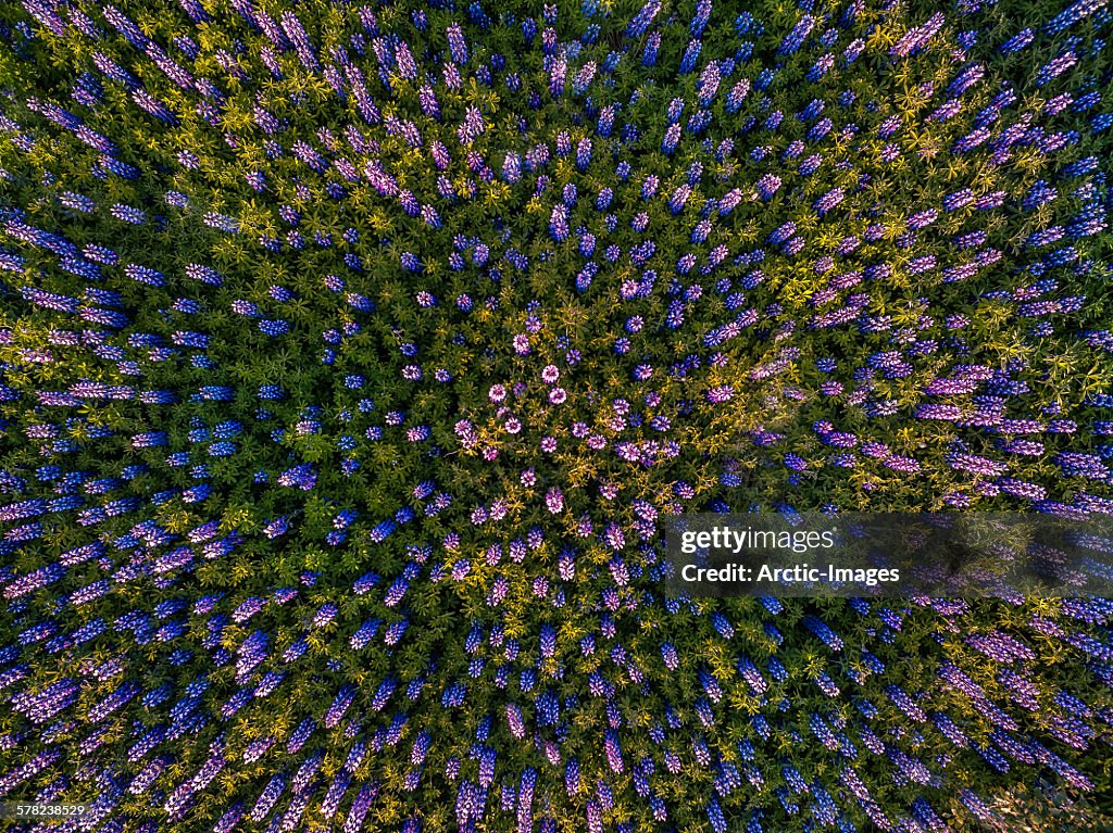 Lupine field seen from above, Reykjavik, Iceland
