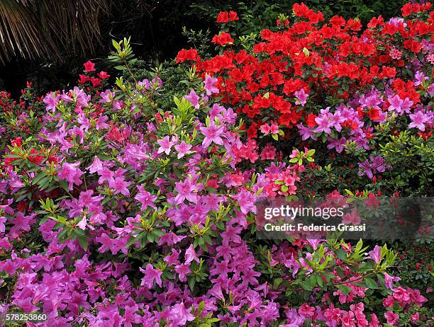 multicolor azaleas flowering on lake maggiore, north italy - azalea foto e immagini stock