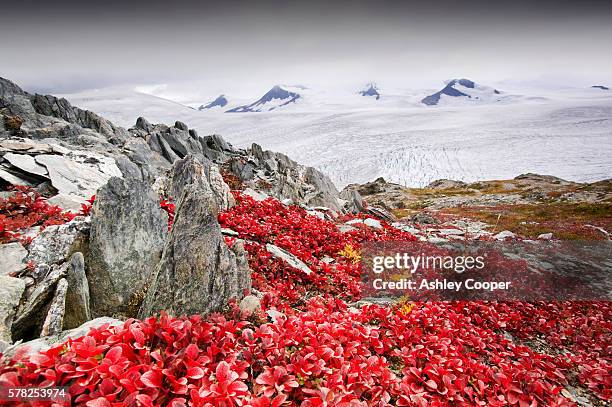 the harding icefield in kenai fjords national park in alaska receding rapidly due to global warming - toundra photos et images de collection