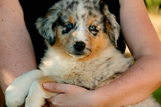 Australian shepherd dog, Canis familiaris, puppy held in arms.