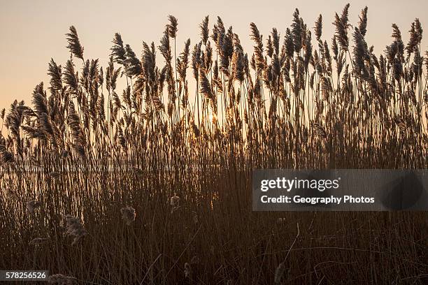British Water Reeds 17,754 River Reeds Stock Photos, High-Res Pictures, and Images - Getty ...