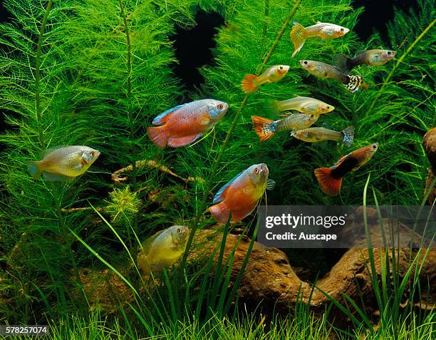 Guppy, Poecilia reticulata, and Dwarf gourami, Colisa lalia, larger, red, in aquarium. Guppy native to South America, gourami native to South Asia.