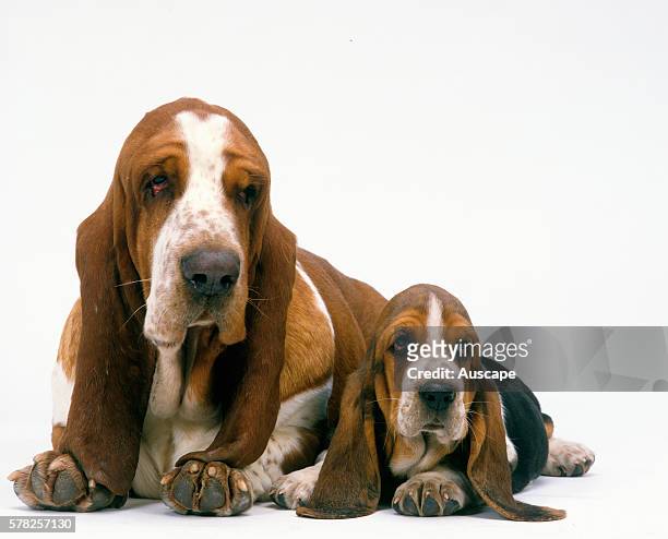 Basset hounds, Canis familiaris, female with pup lying side by side, studio photograph.