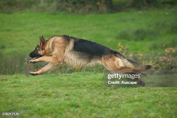 German shepherd, Canis familiaris, running very fast. The worldÕs most numerous breed.