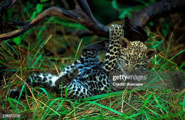 Leopard, Panthera pardus, cub, playing on its back. Masai Mara National Reserve, Kenya, East Africa.
