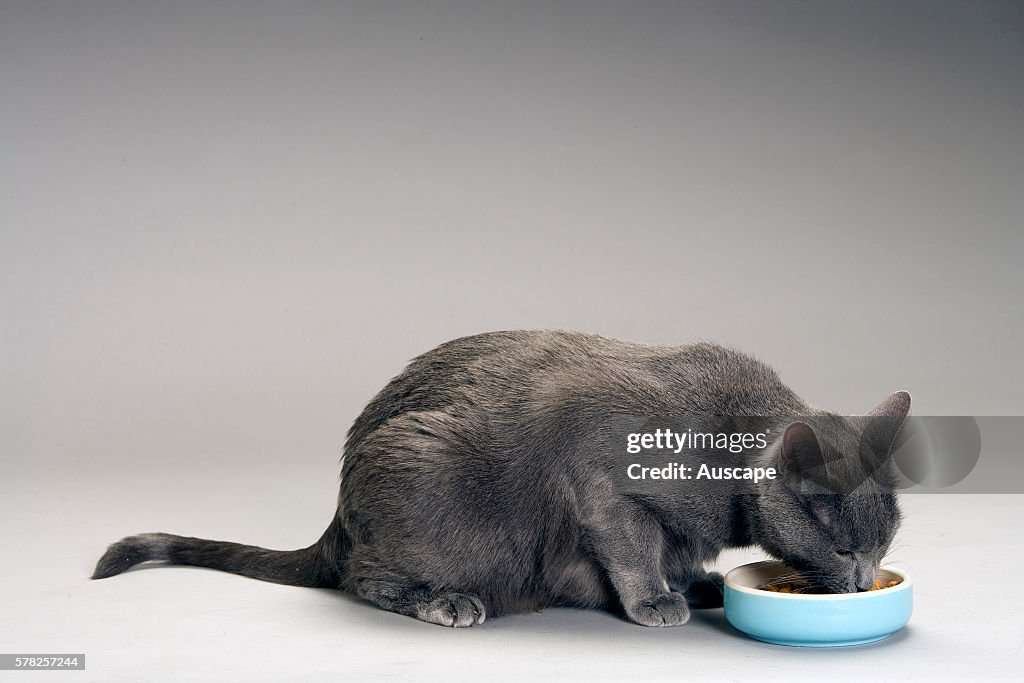 Chartreux, Felis catus