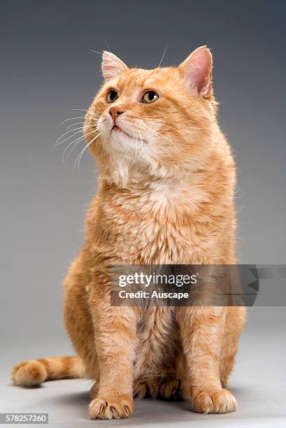 European shorthair red tabby, Felis catus, sitting, studio photograph.