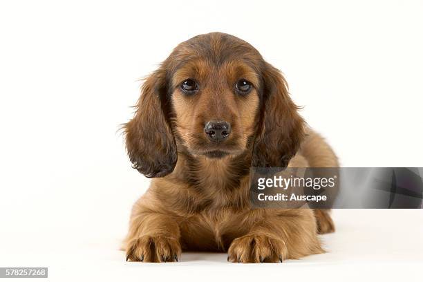 Long-haired dachshund, Canis familiaris, puppy, lying down looking at photographer, studio shot.
