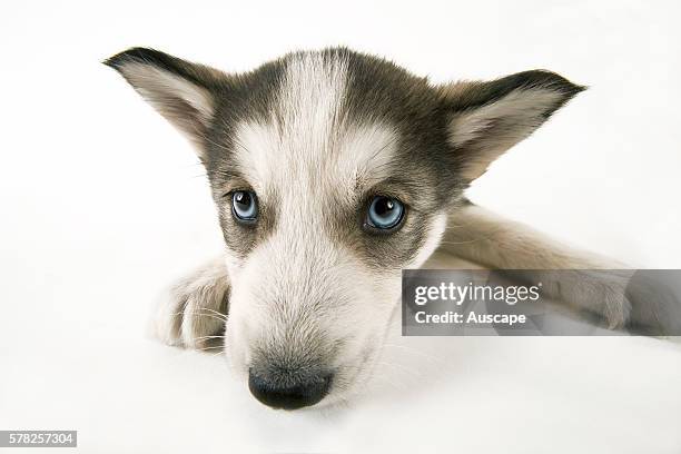 Siberian husky, Canis familiaris, portrait of puppy, studio photograph.