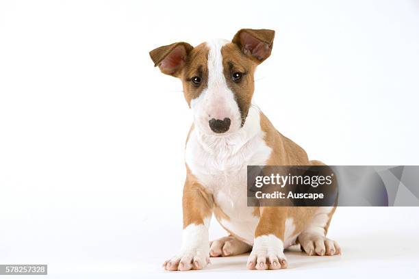 Bull terrier, Canis familiaris, puppy, studio photograph.