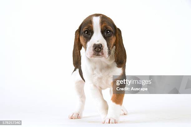 Beagle, Canis familiaris, puppy, studio photograph.