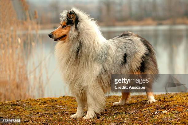 Rough or Scottish collie, Canis familiaris, beside lake, showing the abundant coat and fine head of the breed. France.