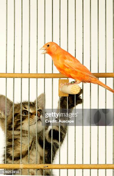 Canary, Serinus canaria, in its cage, and a reaching kitten outside the cage.