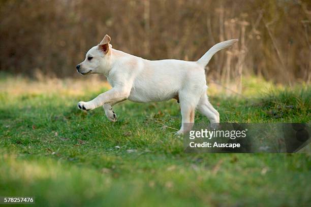 Yellow Labrador retriever, Canis familiaris, puppy, running.