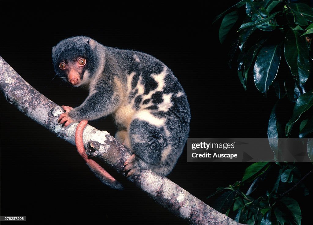 Common spotted cuscus, Spilocuscus maculatus