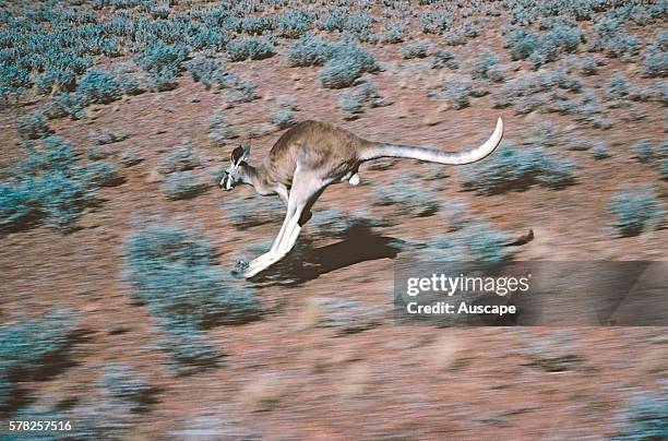 Red kangaroo, Macropus rufus, hopping. Sturt National Park, New South Wales, Australia.