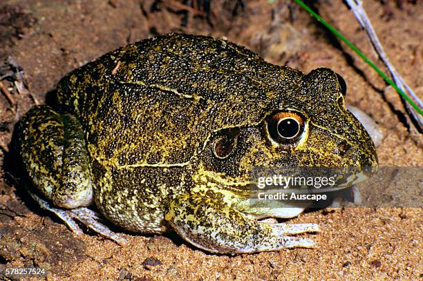 New Holland frog, Cyclorana novaehollandiae, emerged in woodland after rain. Inland Australia.