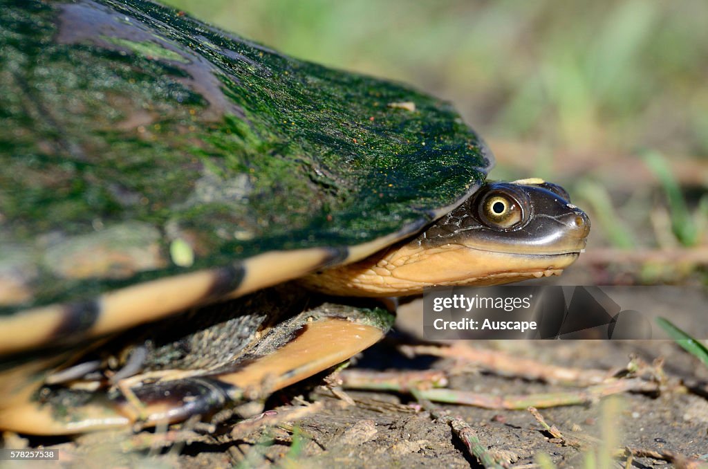Common snake-necked turtle, Chelodina longicollis