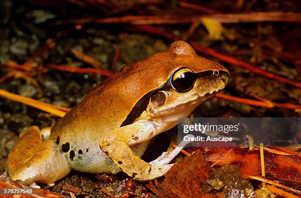 LesueurÕs tree frog, Litoria lesueurii, sometimes called the Stony creek frog as it is often found around flowing rocky watercourses in forest...