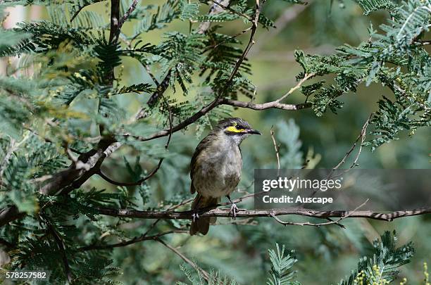 Yellow-faced honeyeater, Lichenostomus chrysops, perched on a branch. Tidbinbilla Nature Reserve, Canberra, Australian Capital Territory, Australia.