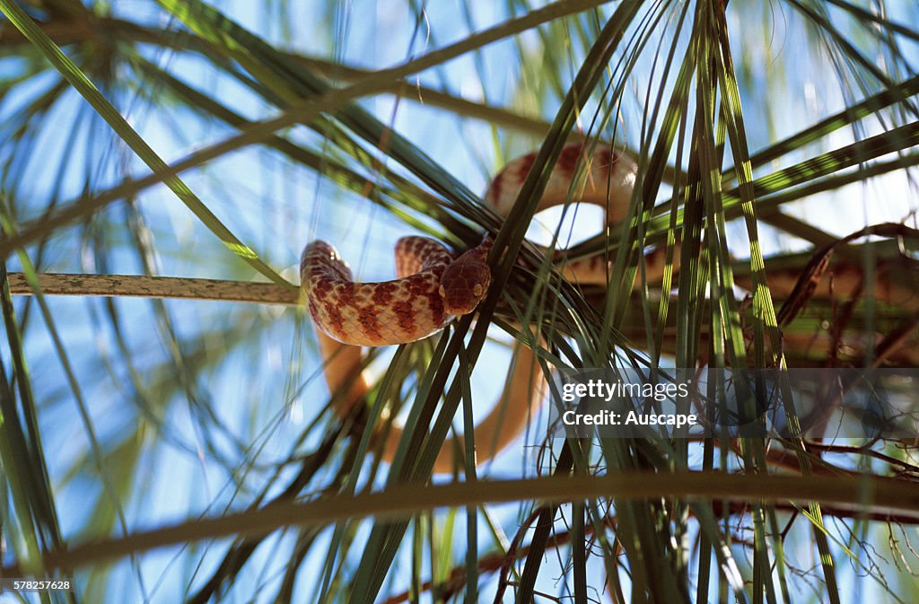 Brown tree snake, Boiga irregularis
