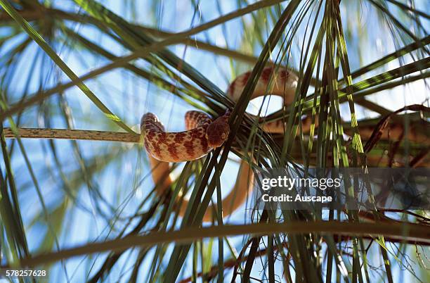 Brown tree snake, Boiga irregularis, North Kimberley region, Western Australia, Australia.