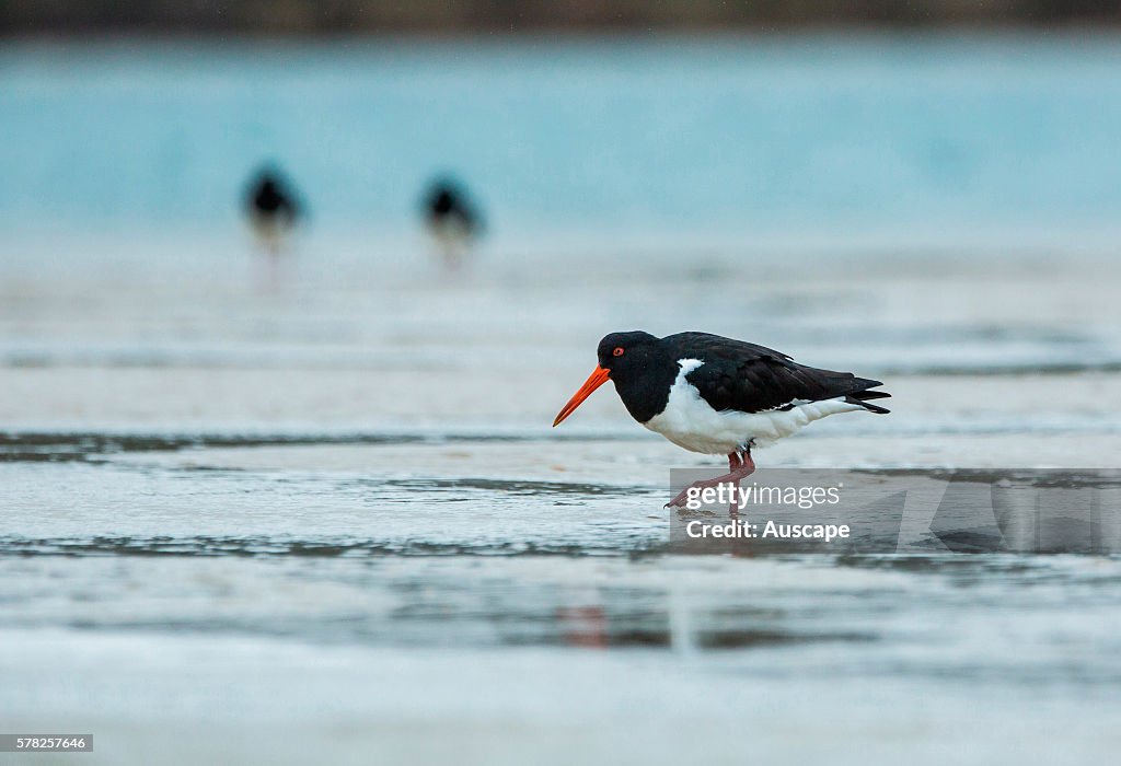 Pied oystercatcher, Haematopus longirostris