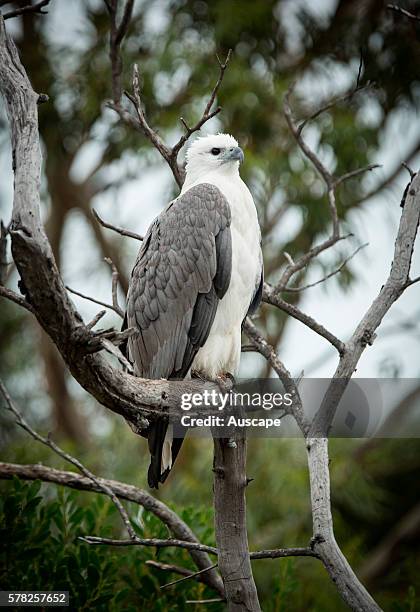 White-bellied sea eagle, Haliaeetus leucogaster, perched in dead tree. Coles Bay, Tasmania, Australia.