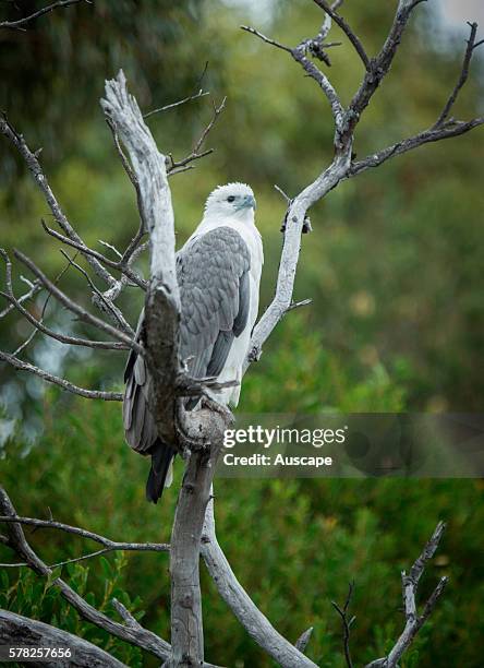 White-bellied sea eagle, Haliaeetus leucogaster, perched in dead tree. Coles Bay, Tasmania, Australia.