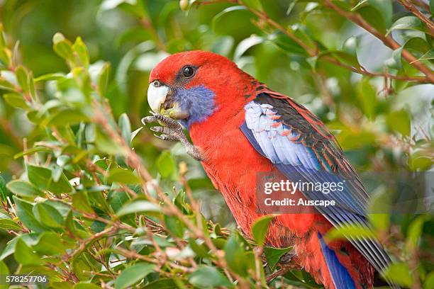 Crimson rosella, Platycercus elegans, holding food in one claw. Lamington National Park, Queensland, Australia.