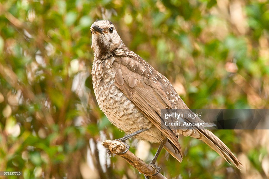 Satin bowerbird, Ptilonorhynchus violaceus