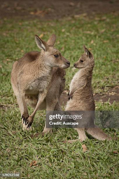 Eastern grey kangaroos, Macropus giganteus, mother and joey out of the pouch, playing. Sunshine Coast, Queensland, Australia.