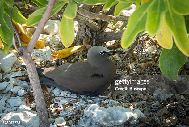 White-capped noddy, Anous minutus, resting in shade on the ground. Lady Elliot Island, Capricorn and Bunker Group, Great Barrier Reef, Queensland,...