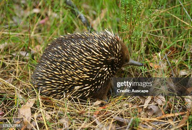 Short-beaked echidna, Tachyglossus aculeatus, New South Wales, Australia.