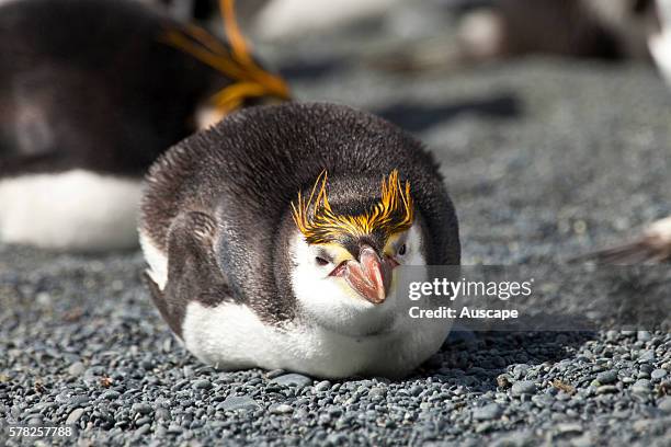 Royal penguin, Eudyptes schlegeli, lying down, facing camera. Macquarie Island, Sub Antarctic, administered by Tasmania, Australia.