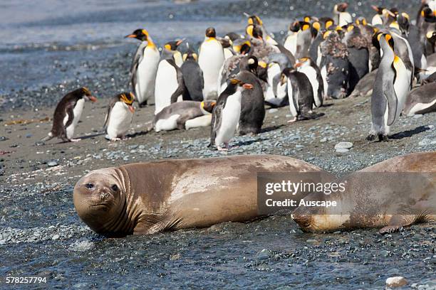 King penguins, Aptenodytes patagonicus, the larger birds, and Royal penguins, Eudyptes schlegeli, with Southern elephant seals, Mirounga leonina, on...