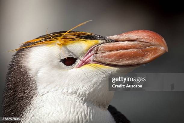 Royal penguin, Eudyptes schlegeli, head of male. The male has a thicker bill than the female. Macquarie Island, Sub Antarctic, administered by...