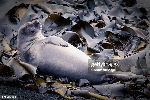 Southern elephant seal, Mirounga leonina, lazing amongst blades of Giant kelp. Macquarie Island, Sub Antarctic, administered by Tasmania, Australia.