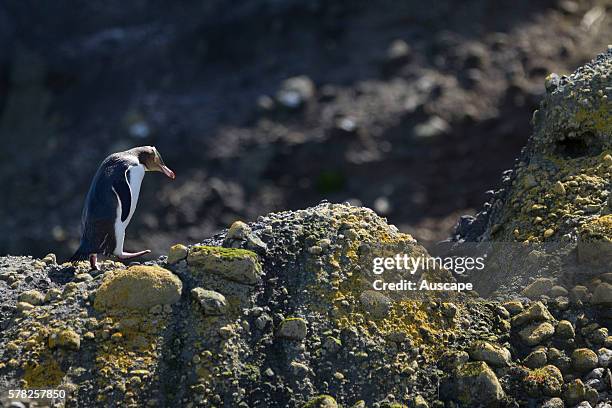 Yellow-eyed penguin, Megadyptes antipodes, lone bird on rocky shore. Enderby Island, Auckland Islands, New Zealand.