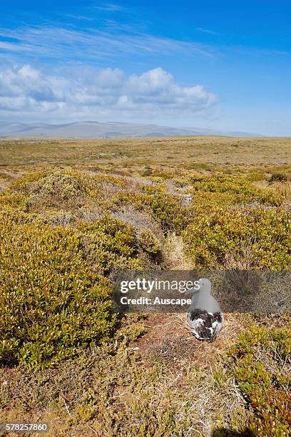 Southern royal albatross, Diomedea epomophora, nesting in tundra. Enderby Island, Auckland Islands, New Zealand.
