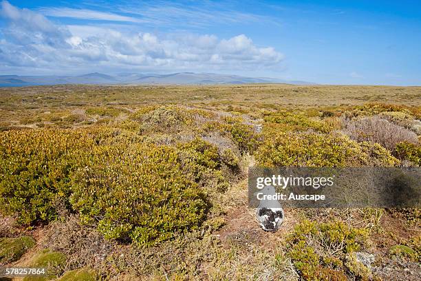 Southern royal albatross, Diomedea epomophora, nesting in tundra. Enderby Island, Auckland Islands, New Zealand.