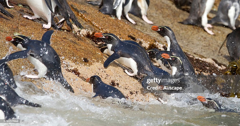 Snares penguins, Eudyptes robustus