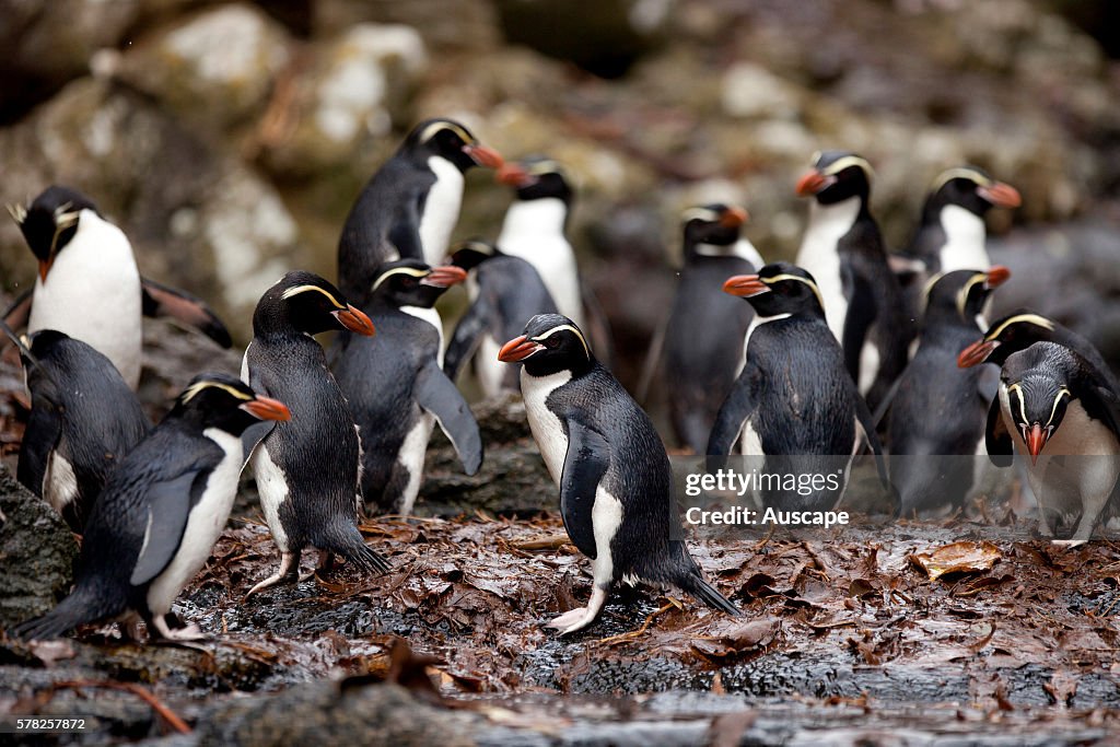 Snares penguins, Eudyptes robustus
