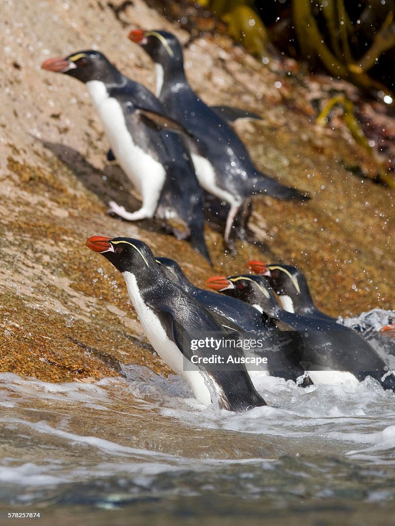 Snares penguins, Eudyptes robustus