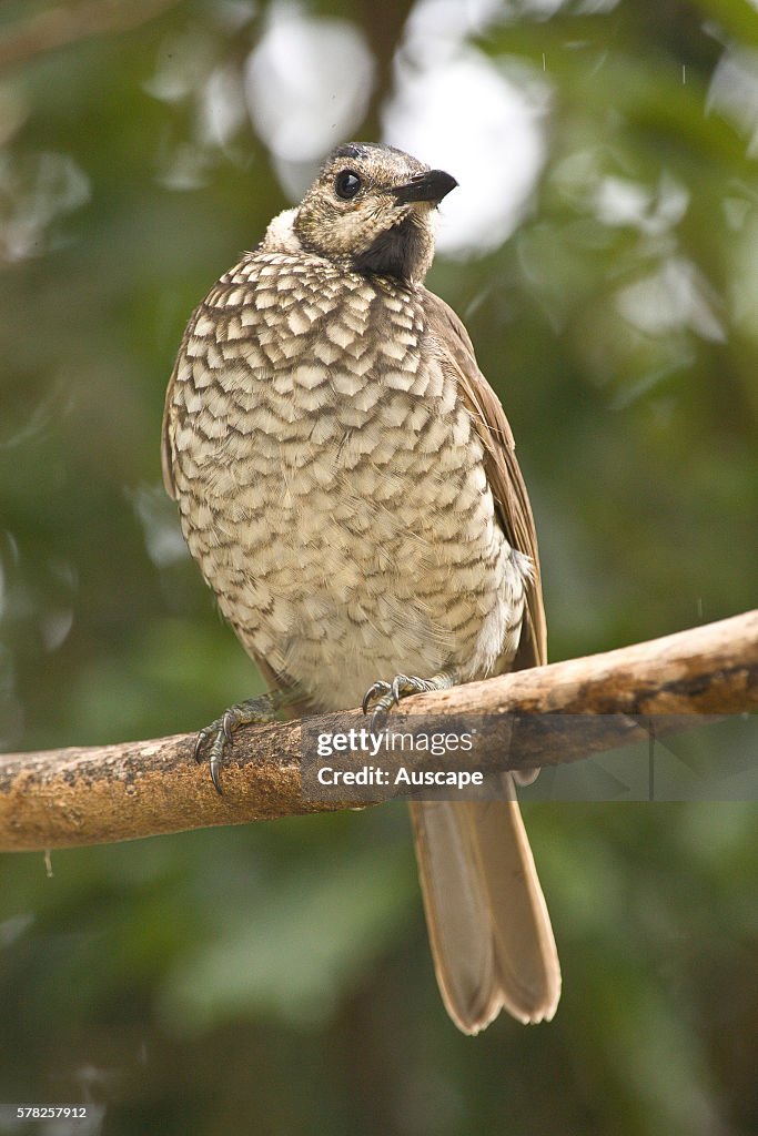 Satin bowerbird, Ptilonorhynchus violaceus