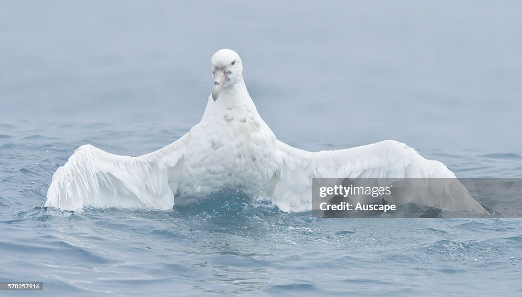 Southern giant-petrel, Macronectes giganteus